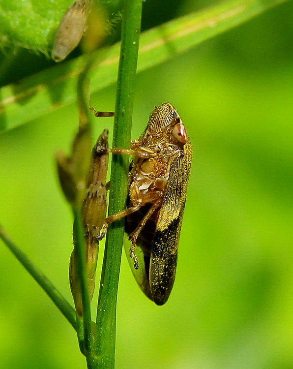 Lui chi  ? Aphrophora alni